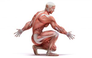 Anatomie Muskel - Wie unsere Muskeln aufgebaut sind