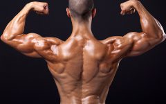 Die Anatomie des Muskels